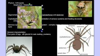 Invertebrate Diversity Part 3B Arthropods Detailed [upl. by Germana]