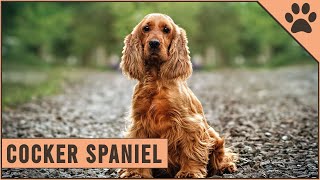 Cocker Spaniel  Dog Breed Information [upl. by Tatiania]