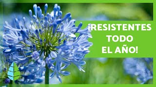 10 PLANTAS de EXTERIOR RESISTENTES al SOL y al FRÍO 🌼🌿 [upl. by Nitniuq]