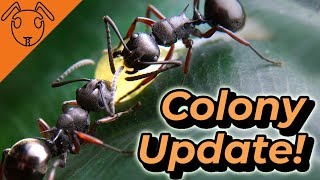 Colony Update  Polyrhachis laevigata [upl. by Pavia195]