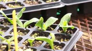 Cotyledon amp True Leaves on Transplants [upl. by Dyal]