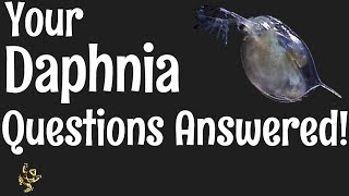 Daphnia Questions Answered [upl. by Ylrebmit106]