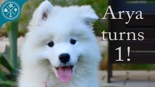 The cutest Samoyed puppy ever Arya turns 1 year old [upl. by Wilcox]