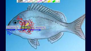 Countercurrent Gas Exchange in Fish Gills [upl. by Godewyn903]