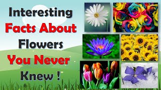 Flower Facts for Kids Rose Sunflower [upl. by Dryden337]