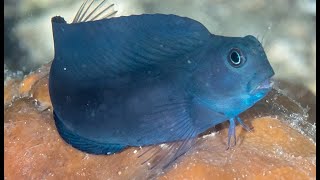 Facts The Blenny [upl. by Aikim550]