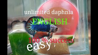 daphnia moina culture Easy way Unlimited production English  with sub Green water Chlorella [upl. by Lleraj]