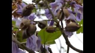 Princess Tree Paulownia tomentosa [upl. by Lathe922]