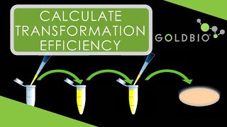 How to Calculate Transformation Efficiency [upl. by Jeannie]