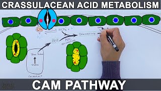 CAM Pathway  Crassulacean Acid Metabolism [upl. by Proudlove37]