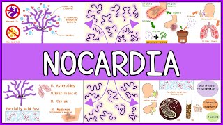 Nocardia Microbiology Morphology Pathophysiology Symptoms Diagnosis Treatment [upl. by Doe]