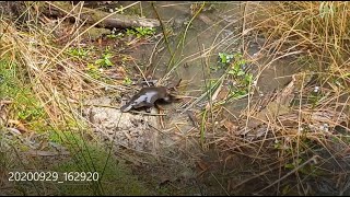 Platypus Nesting [upl. by Aelak]