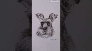 Dibujando un perro Schnauzer con un lápiz y sin borrar  Drawing a dog without erasing 🐶 🐶 Shorts [upl. by Ermey]