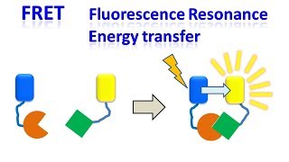 FRET  Fluorescence resonance energy transfer [upl. by Ulrich]