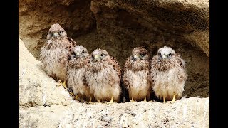 Common Kestrel bringing food to the nest with 6 chicks 18 minutes  Cyprus [upl. by Cone]