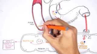 Bilirubin Metabolism [upl. by Wait]