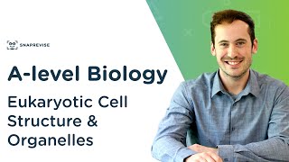 Eukaryotic Cell Structure amp Organelles  Alevel Biology  OCR AQA Edexcel [upl. by Hamburger453]