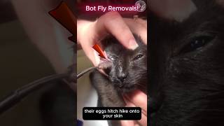 Bot fly removals [upl. by Sibyl14]