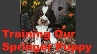 Training Our Springer Spaniel Puppy [upl. by Rahas]