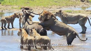 Ultimate Kruger National Park Wildlife Documentary Episode 1 [upl. by Satsok413]