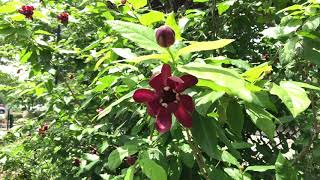 Learn to Grow Carolina Allspice [upl. by Winthrop39]