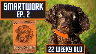 Boykin Spaniel Duck Dog Training With SMARTWORK PUPPY PROGRAM  Ep 2 [upl. by Winnick733]