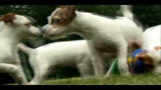 Dogs 101  Jack Russell [upl. by Kenna893]