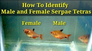 How To Identify Male And Female Serpae Tetras [upl. by Schwenk]