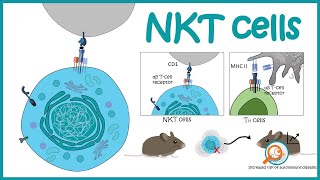 NKT cells  development and function [upl. by Elynad]