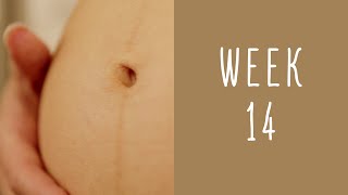 14 Weeks Pregnant  Pregnancy Week by Week [upl. by Enoob]