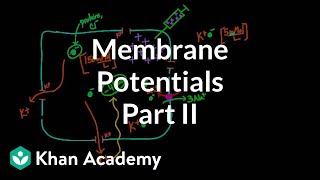 Membrane potentials  part 2  Circulatory system physiology  NCLEXRN  Khan Academy [upl. by Dituri]