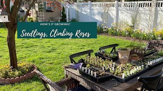 Seedlings Cobaea Scandens Sweet Peas Climbing Roses [upl. by Ameerahs720]