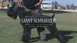 What Makes GIANT SCHNAUZERS the BEST Breed [upl. by Bevan]