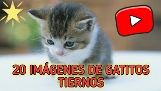 20 Imagenes de Gatos Tiernos [upl. by Blain]