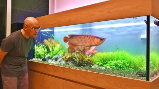 MOST AMAZING ASIAN AROWANA PLANTED AQUARIUM IN SINGAPORE [upl. by Cave]