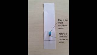 Lets Try Paper Chromatography At Home [upl. by Renrut]