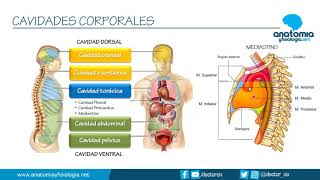 CAVIDADES CORPORALES  Resúmenes de Anatomía y Fisiología [upl. by Sualohcin215]