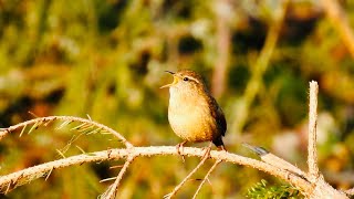 Gärdsmyg sång läte Wren singing Zaunkönig Gesang Uppland Sweden [upl. by Kubis243]