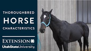 Thoroughbred Horse Characteristics [upl. by Marden]