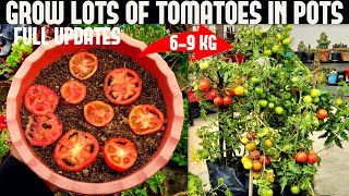 How To Grow Tomatoes At Home SEED TO HARVEST [upl. by Rempe]