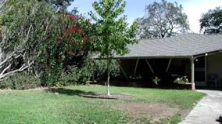 Growing Tree 5 year timelapse from my backyard [upl. by Lovell]