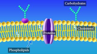 Cell Membrane Structure and Function [upl. by Gnouhc]