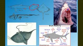 Vertebrate Diversity The Fish [upl. by Soisatsana503]