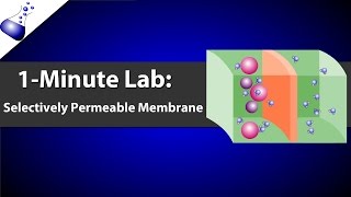 Selectively Permeable Membrane [upl. by Shieh924]