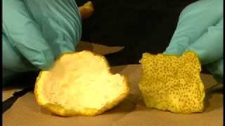 Organic Chemistry Lab Demo Isolation of Limonene part 1 [upl. by Odnalref]