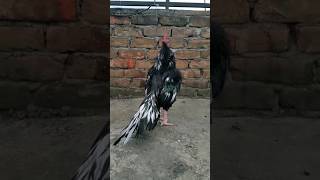 Pure Lasani Aseel Ki Pehchan   Mazhar Niazi MianwaliAseel Roosters Mianwali [upl. by Asillem]