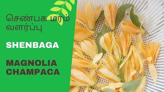 செண்பக மரம் வளர்ப்பு  Shenbaga poo maram  Shenbaga maram valarppu in tamil [upl. by Gabriele]