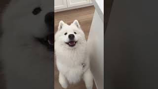 My Samoyeds Funny Faces [upl. by Esiuqram702]