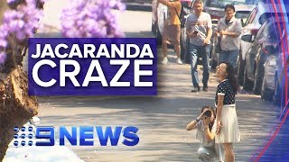 Jacaranda trees cause chaos on Sydney streets  Nine News Australia [upl. by Eikram]