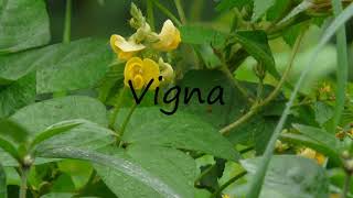 How to Pronounce Vigna [upl. by Lumpkin]